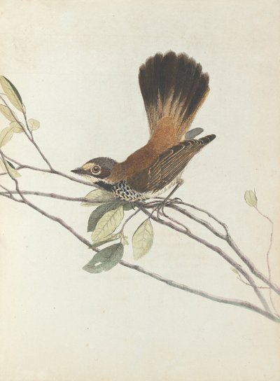 Orange Rumped Flycatcher. Lewin, John. Birds of New South Wales with Their Natural History. Sydney- G. Howe by John William Lewin